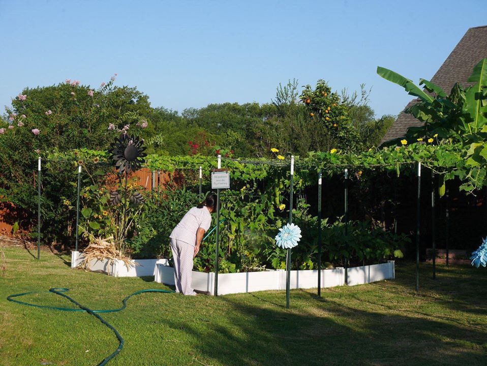 Khu vườn rộng 1000m² với đủ loại rau Việt do con gái tặng mẹ trên đất Mỹ xa xôi-1