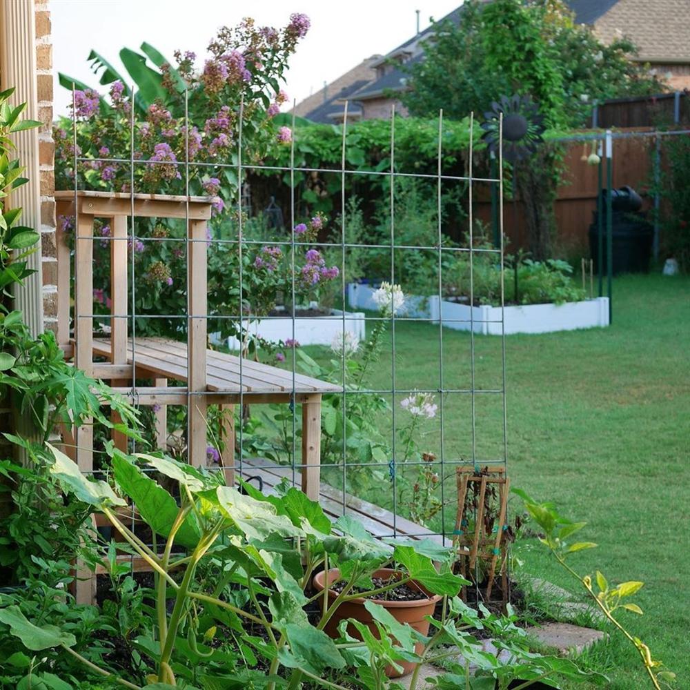 Khu vườn rộng 1000m² với đủ loại rau Việt do con gái tặng mẹ trên đất Mỹ xa xôi-3