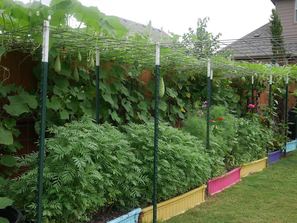 Khu vườn rộng 1000m² với đủ loại rau Việt do con gái tặng mẹ trên đất Mỹ xa xôi-4