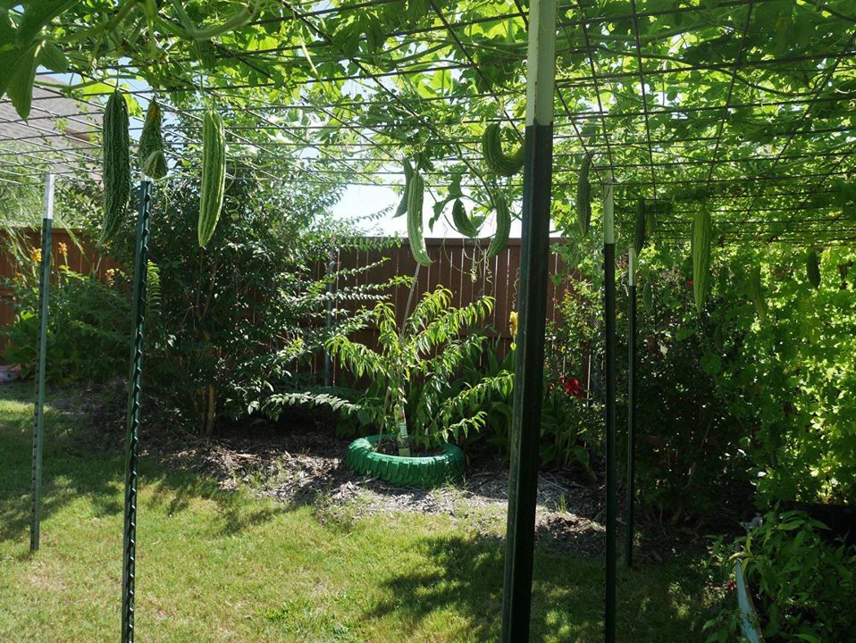 Khu vườn rộng 1000m² với đủ loại rau Việt do con gái tặng mẹ trên đất Mỹ xa xôi-5