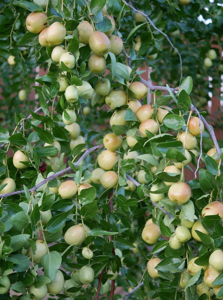 Khu vườn rộng 1000m² với đủ loại rau Việt do con gái tặng mẹ trên đất Mỹ xa xôi-6