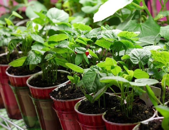 Khu vườn rộng 1000m² với đủ loại rau Việt do con gái tặng mẹ trên đất Mỹ xa xôi-7