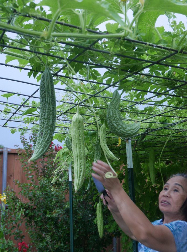 Khu vườn rộng 1000m² với đủ loại rau Việt do con gái tặng mẹ trên đất Mỹ xa xôi-9