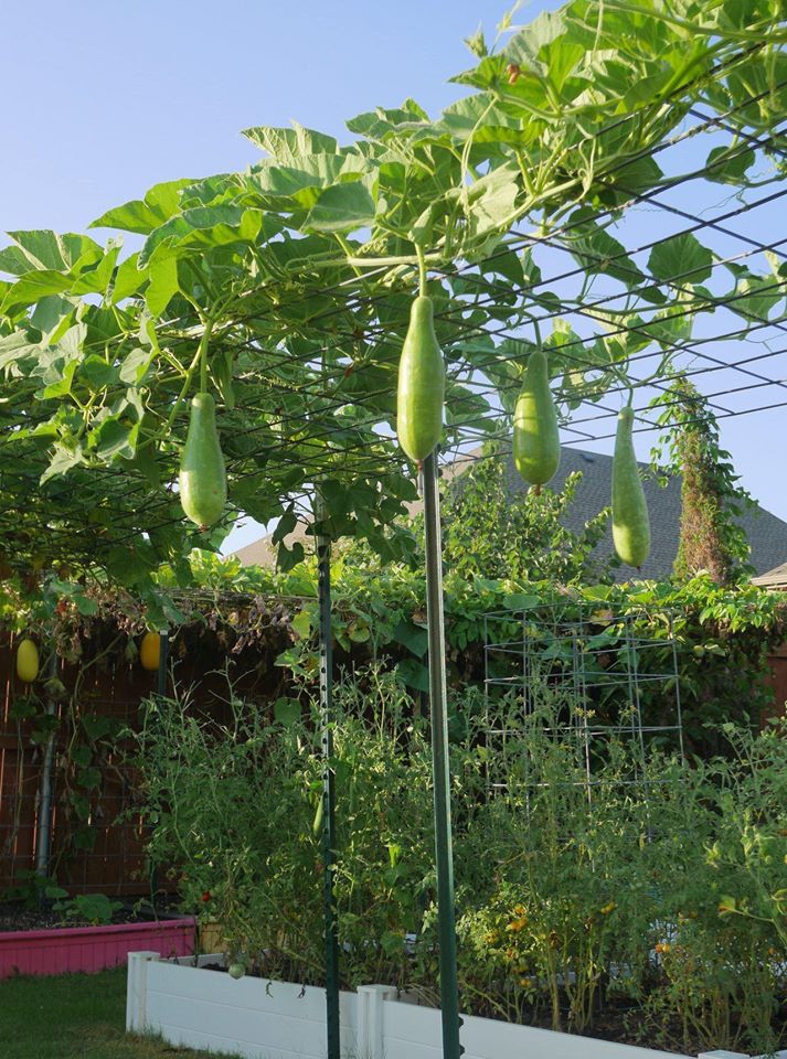 Khu vườn rộng 1000m² với đủ loại rau Việt do con gái tặng mẹ trên đất Mỹ xa xôi-10