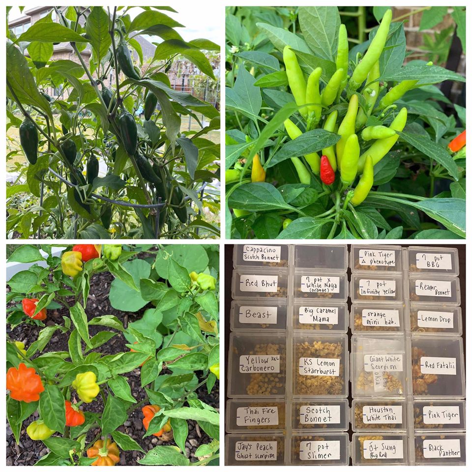 Khu vườn rộng 1000m² với đủ loại rau Việt do con gái tặng mẹ trên đất Mỹ xa xôi-11