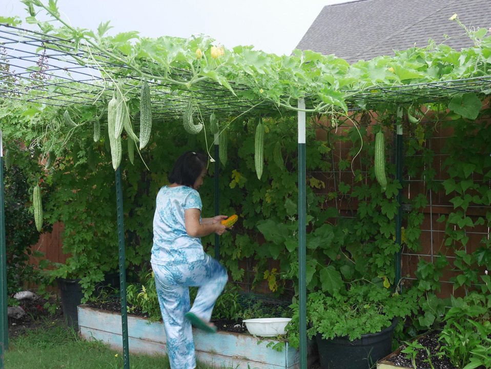 Khu vườn rộng 1000m² với đủ loại rau Việt do con gái tặng mẹ trên đất Mỹ xa xôi-13