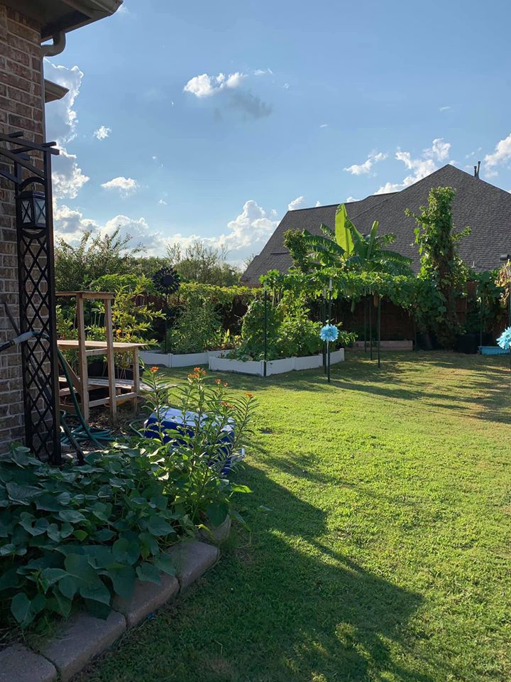 Khu vườn rộng 1000m² với đủ loại rau Việt do con gái tặng mẹ trên đất Mỹ xa xôi-14