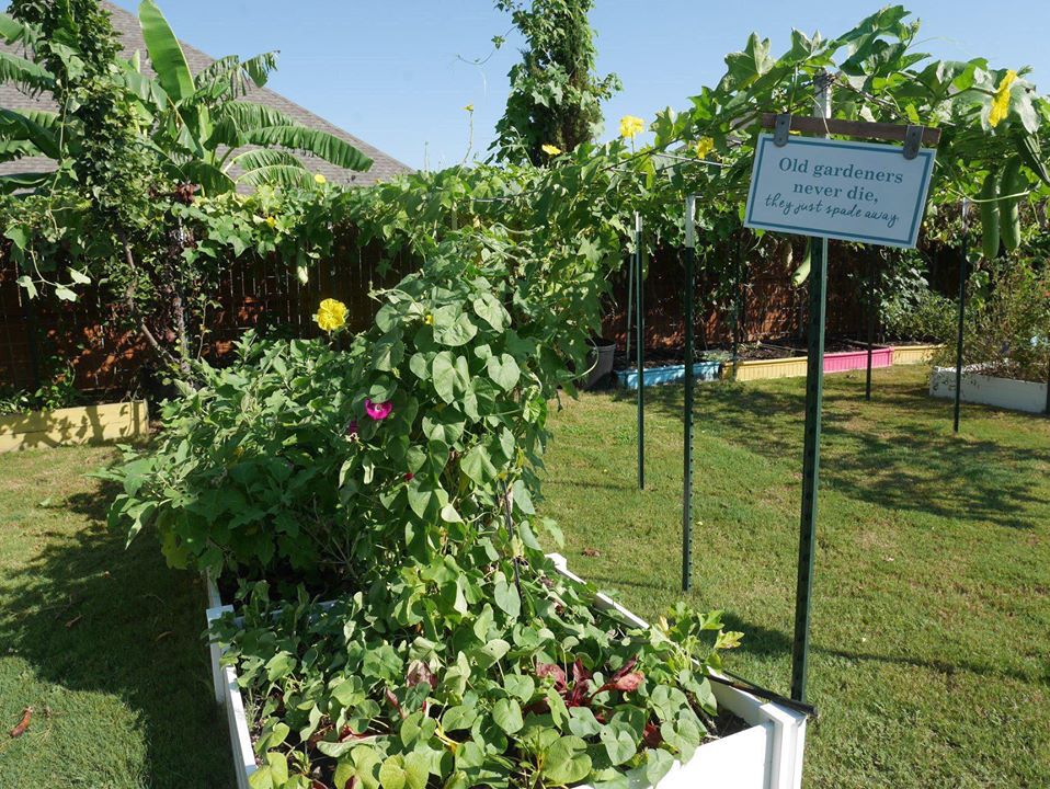 Khu vườn rộng 1000m² với đủ loại rau Việt do con gái tặng mẹ trên đất Mỹ xa xôi-16