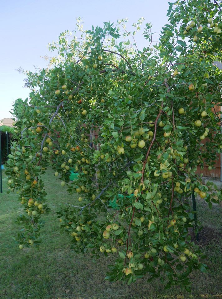 Khu vườn rộng 1000m² với đủ loại rau Việt do con gái tặng mẹ trên đất Mỹ xa xôi-17