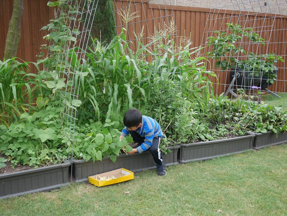 Khu vườn rộng 1000m² với đủ loại rau Việt do con gái tặng mẹ trên đất Mỹ xa xôi-18