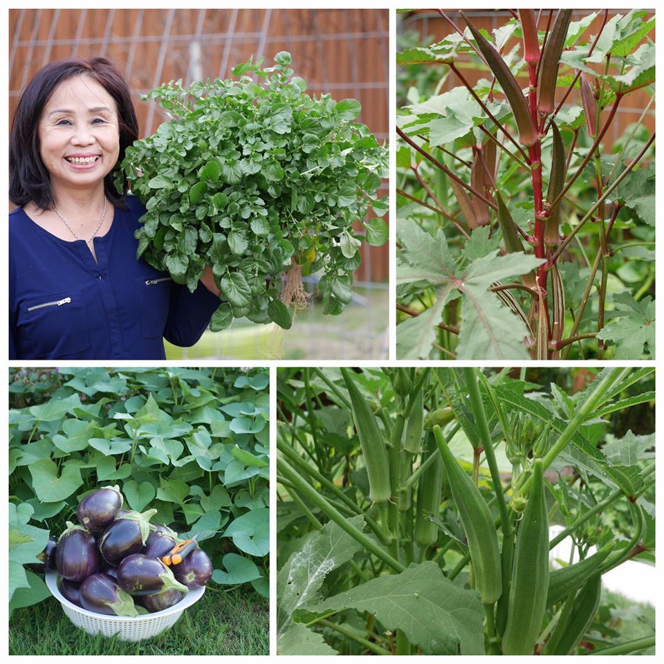 Khu vườn rộng 1000m² với đủ loại rau Việt do con gái tặng mẹ trên đất Mỹ xa xôi-19