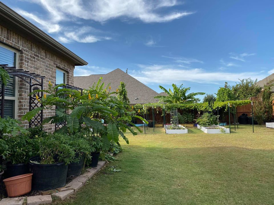 Khu vườn rộng 1000m² với đủ loại rau Việt do con gái tặng mẹ trên đất Mỹ xa xôi-20