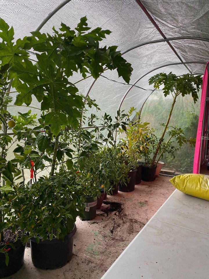 Khu vườn rộng 1000m² với đủ loại rau Việt do con gái tặng mẹ trên đất Mỹ xa xôi-22