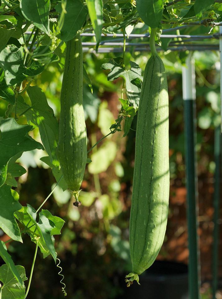 Khu vườn rộng 1000m² với đủ loại rau Việt do con gái tặng mẹ trên đất Mỹ xa xôi-24