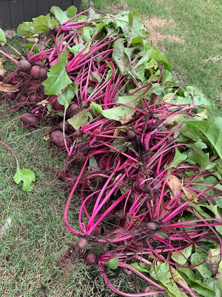 Khu vườn rộng 1000m² với đủ loại rau Việt do con gái tặng mẹ trên đất Mỹ xa xôi-26