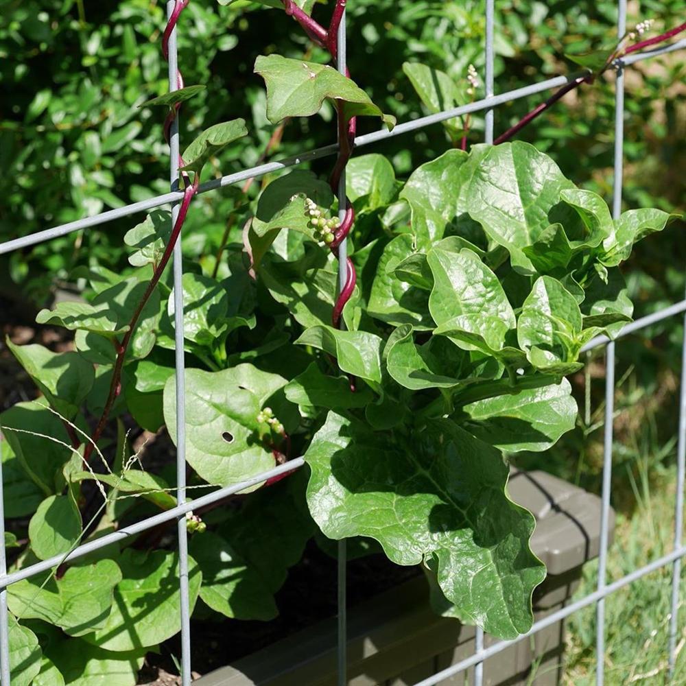 Khu vườn rộng 1000m² với đủ loại rau Việt do con gái tặng mẹ trên đất Mỹ xa xôi-30