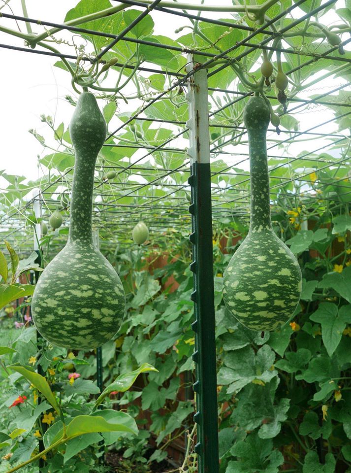 Khu vườn rộng 1000m² với đủ loại rau Việt do con gái tặng mẹ trên đất Mỹ xa xôi-34