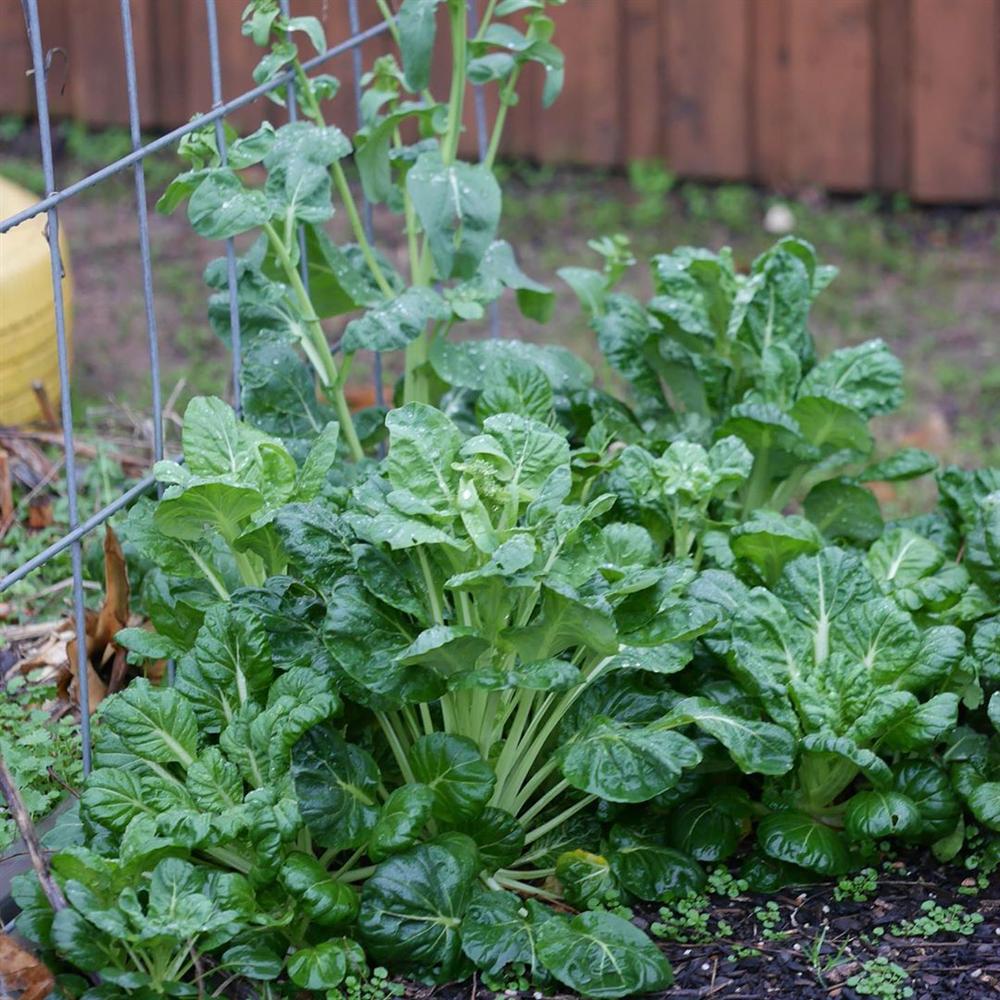 Khu vườn rộng 1000m² với đủ loại rau Việt do con gái tặng mẹ trên đất Mỹ xa xôi-37