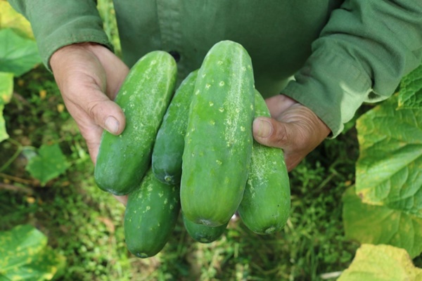 Tips for choosing crunchy, sweet cucumbers -1