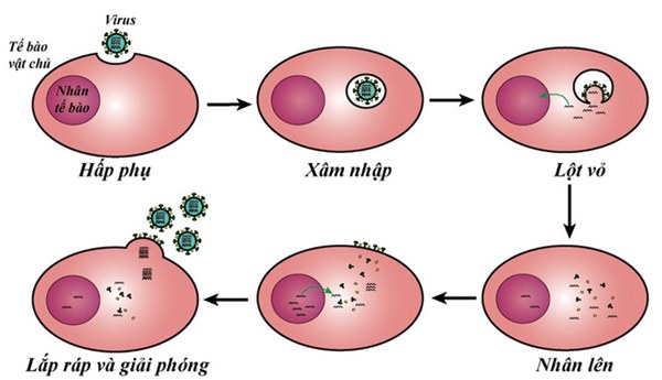 TS Nguyễn Quốc Thục Phương: Nắng nóng mùa hè có giết được virus gây bệnh COVID-19 không?-2