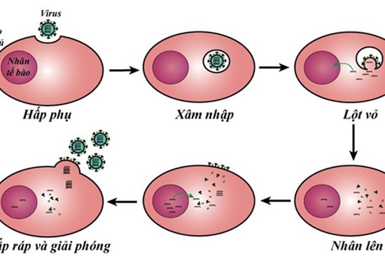 TS Nguyễn Quốc Thục Phương: Nắng nóng mùa hè có giết được virus gây bệnh COVID-19 không?