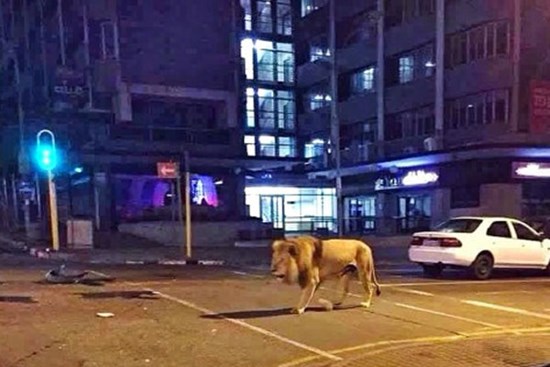 Xôn xao tin đồn Nga thả 800 con hổ và sư tử để 