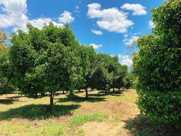 Khám phá khu vườn rộng 14.000 m2 của nhà thiết kế Đỗ Mạnh Cường-13