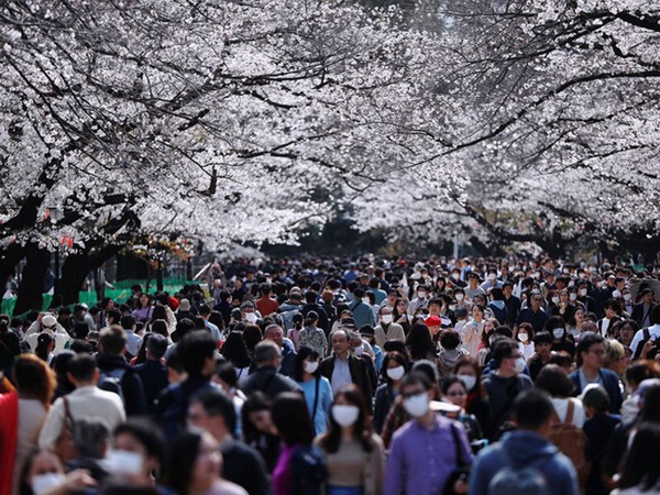 Bỏ ngoài tai những khuyến cáo về dịch bệnh Covid-19, hàng ngàn người dân Nhật vẫn tụ tập ngắm hoa anh đào và xem kickboxing-2