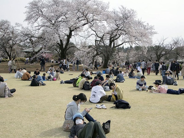Bỏ ngoài tai những khuyến cáo về dịch bệnh Covid-19, hàng ngàn người dân Nhật vẫn tụ tập ngắm hoa anh đào và xem kickboxing-4