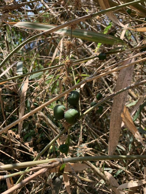 Sự thật về quả tre khiến dân mạng phát sốt: là quả của một loại cây họ tre, ăn nhân có vị ngọt nhẹ-5