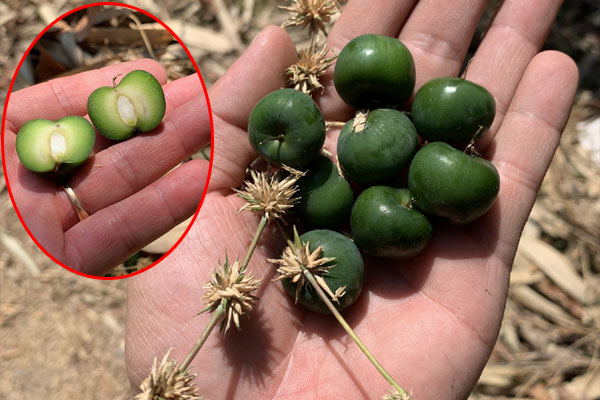 Khỏi lo sáng mai ăn gì với món bánh bao cuộn xúc xích ngon miễn chê-6