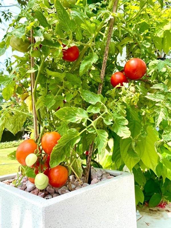 Phát sốt với vườn cây xanh mướt trong biệt thự sang trọng của Trịnh Kim Chi-6