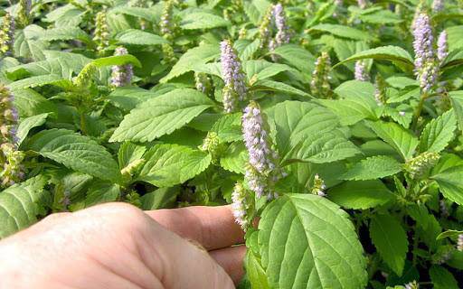 Muốn ăn món lẩu gà ngon, bổ thì cần tránh xa những loại rau quen thuộc này-1