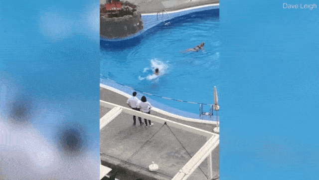 Không tuân thủ lệnh cách ly vì Covid-19 còn thong thả đi bơi, người phụ nữ làm trò cười cho thiên hạ khi bị đuổi bắt quanh hồ bơi-1