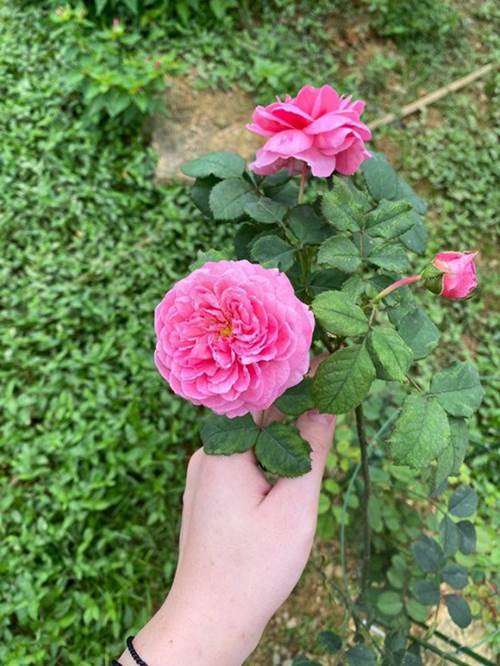 Là đại gia bất động sản Shark Hưng và vợ lại chọn ở nơi bình dị, trồng rau nuôi gà-2