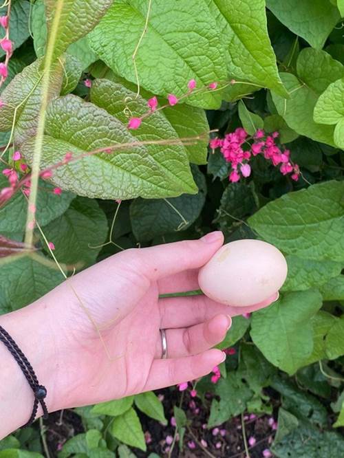 Là đại gia bất động sản Shark Hưng và vợ lại chọn ở nơi bình dị, trồng rau nuôi gà-3