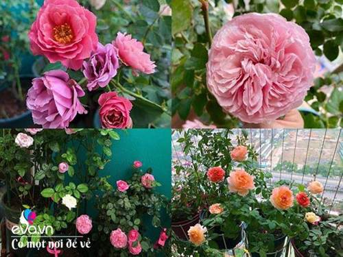 Biến ban công 3m² thành vườn hồng, mẹ Hà Nội ngày nào cũng chụp ảnh gửi chồng xem-2