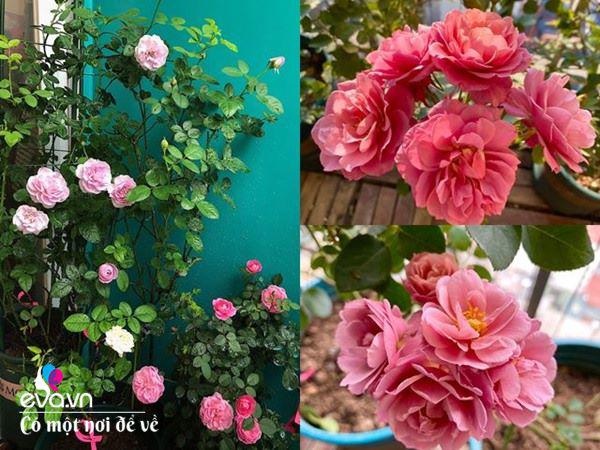 Biến ban công 3m² thành vườn hồng, mẹ Hà Nội ngày nào cũng chụp ảnh gửi chồng xem-4