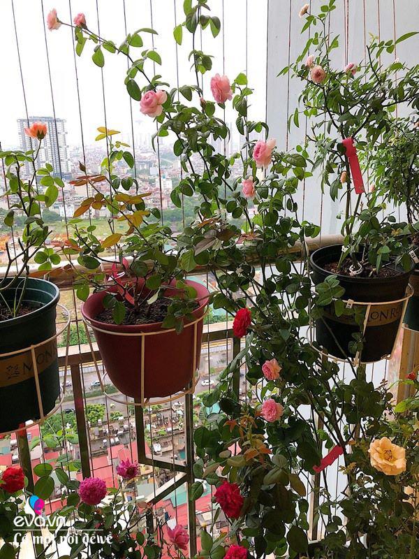 Biến ban công 3m² thành vườn hồng, mẹ Hà Nội ngày nào cũng chụp ảnh gửi chồng xem-5