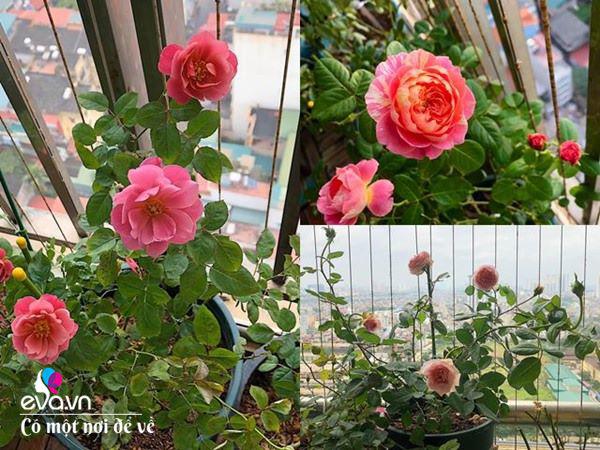 Biến ban công 3m² thành vườn hồng, mẹ Hà Nội ngày nào cũng chụp ảnh gửi chồng xem-6