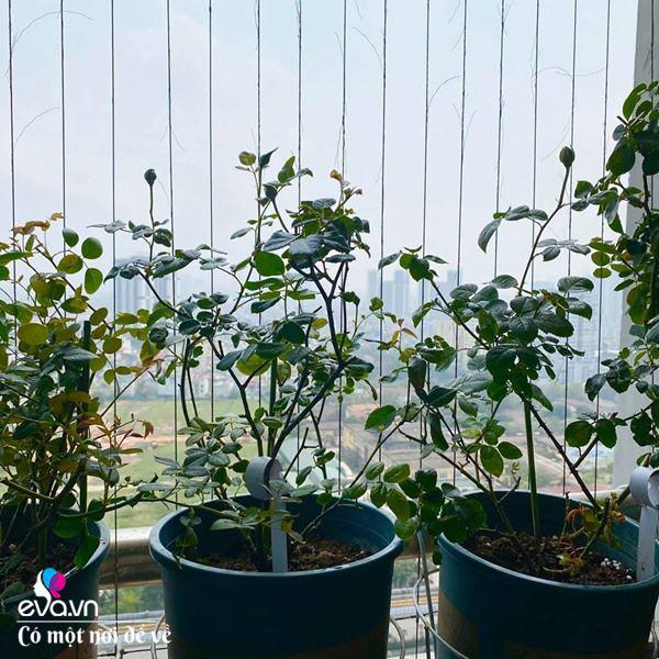 Biến ban công 3m² thành vườn hồng, mẹ Hà Nội ngày nào cũng chụp ảnh gửi chồng xem-7