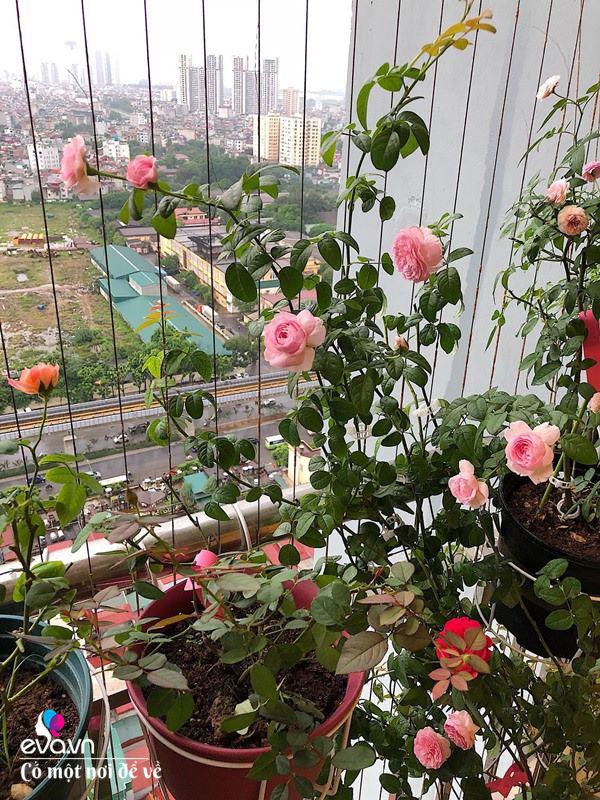 Biến ban công 3m² thành vườn hồng, mẹ Hà Nội ngày nào cũng chụp ảnh gửi chồng xem-8