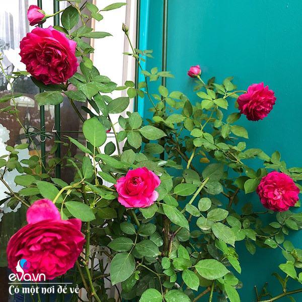 Biến ban công 3m² thành vườn hồng, mẹ Hà Nội ngày nào cũng chụp ảnh gửi chồng xem-11