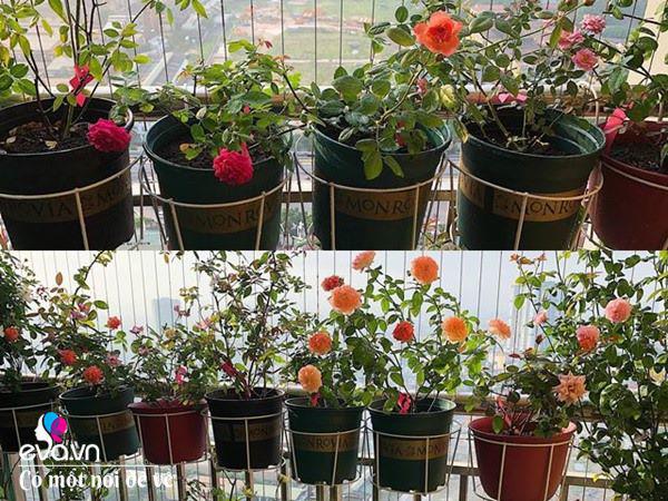 Biến ban công 3m² thành vườn hồng, mẹ Hà Nội ngày nào cũng chụp ảnh gửi chồng xem-13