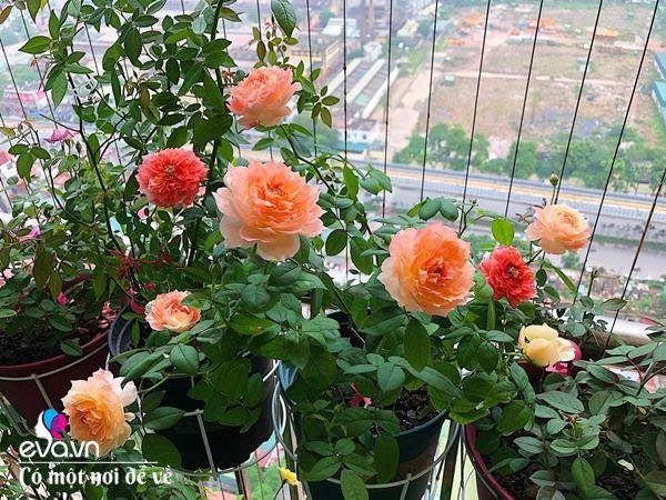 Biến ban công 3m² thành vườn hồng, mẹ Hà Nội ngày nào cũng chụp ảnh gửi chồng xem-14