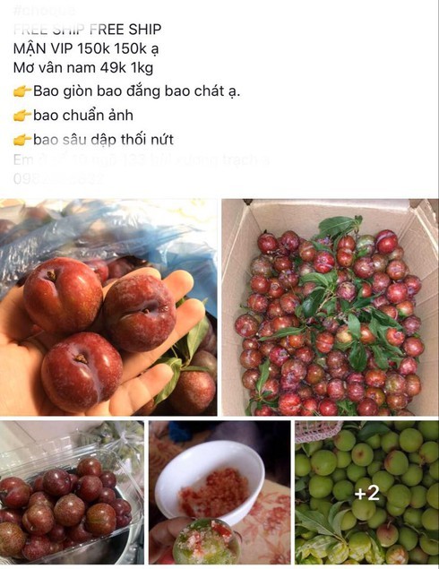 Mận đầu mùa giá chát, tiểu thương Hà Nội hét giá 200 nghìn đồng/kg-2