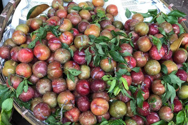 Thời tiết dị biệt, một trận trắng trời cả làng trồng nhót thất thu-10