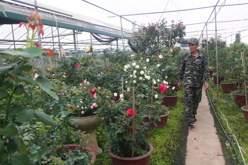 Vườn hoa hồng ngoại khủng 2 vạn cây của U60 ở làng hoa Xuân Quan-2