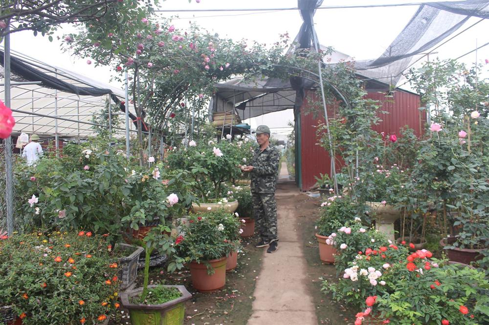 Vườn hoa hồng ngoại khủng 2 vạn cây của U60 ở làng hoa Xuân Quan-3