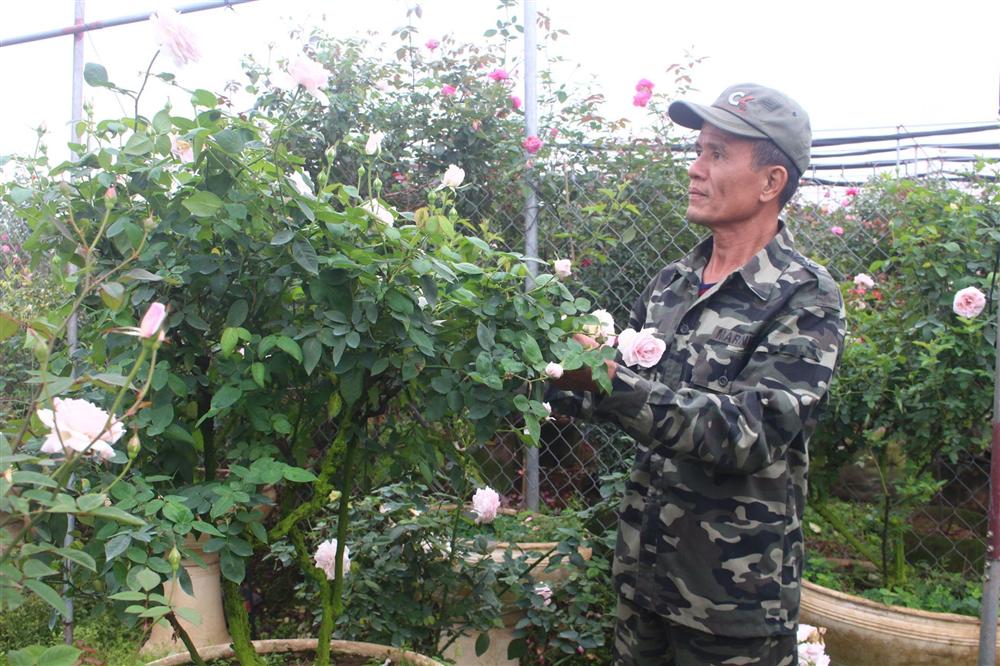 Vườn hoa hồng ngoại khủng 2 vạn cây của U60 ở làng hoa Xuân Quan-8